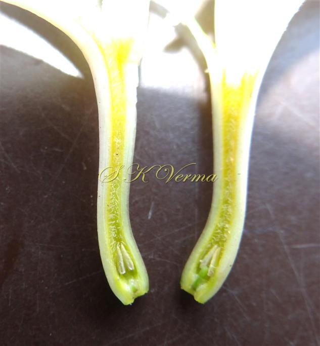  Corolla tube V.S.-Stamens and Pistil